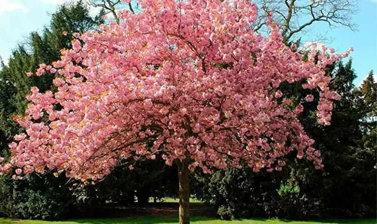 Árboles ornamentales, belleza y elegancia para tu jardín