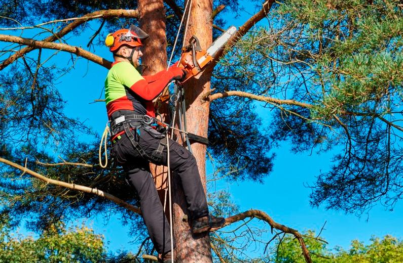 Principales técnicas de poda y cuándo aplicarlas