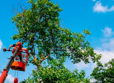 Todo lo que no sabías sobre técnicas para podar
