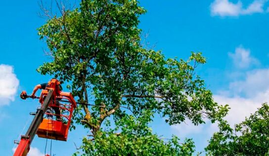 Todo lo que no sabías sobre técnicas para podar