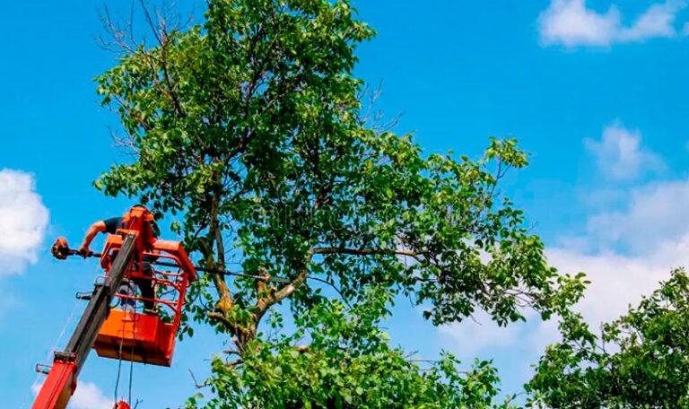 Todo lo que no sabías sobre técnicas para podar