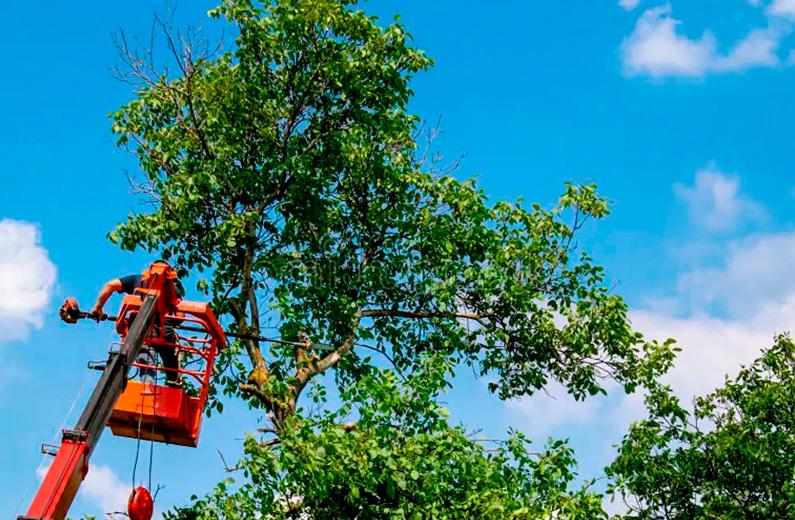 Todo lo que no sabías sobre técnicas para podar